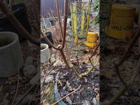 Видео: Обрезаю ГОРТЕНЗИИ Сильвер Доллар и Меджикал Лайм Спарк 🌿🌿🌿