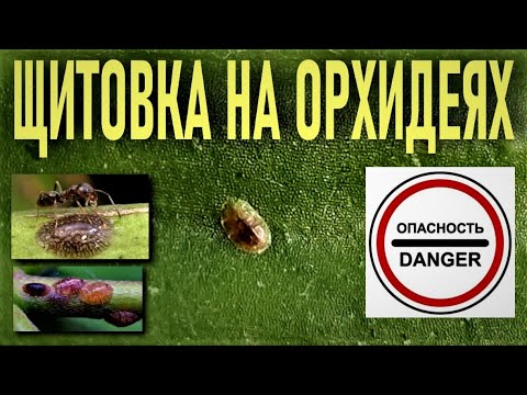 Видео: ВРЕДИТЕЛИ НА ОРХИДЕЯХ! ЩИТОВКА НА ОРХИДЕЕ, ЧТО ДЕЛАТЬ?  МЕТОДЫ БОРЬБЫ С ВРЕДИТЕЛЯМИ! СПИСОК СРЕДСТВ!