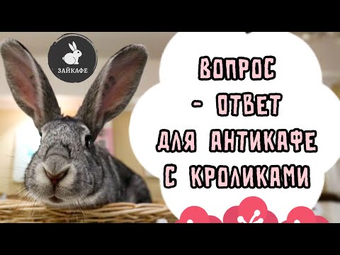 Видео: САМЫЕ ЧАСТО ЗАДАВАЕМЫЕ ВОПРОСЫ ДЛЯ АНТИКАФЕ С КРОЛИКАМИ ЗАЙКАФЕ | КАК ЖИВУТ КРОЛИКИ В ЗАЙКАФЕ