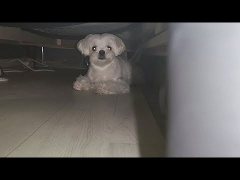 Видео: Собака, которая дышала под диваном