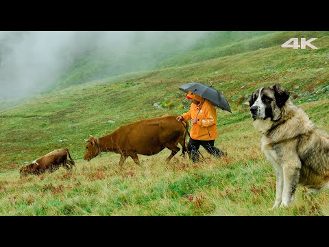 Видео: Жизнь Хасана Вейселя на плато | Документальный фильм