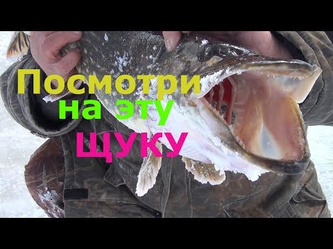 Видео: Борьба с крупной щукой на тонкую снасть!