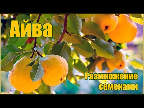 Видео: Размножение айвы семенами - стратификация и посадка семян на рассаду