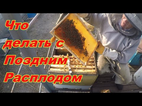 Видео: Гнездо пчел в зиму. Что ДЕЛАТЬ с ПОЗДНИМ РАСПЛОДОМ?