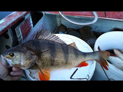 Видео: ВОТ ЭТО Я ПОНИМАЮ РЫБАЛКА \ ДОЛБЯТ ПО СЕРЬЁЗНОМУ \ ТРОФЕЙНЫЙ ОКУНЬ