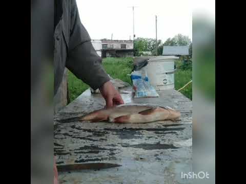 Видео: Рыбалка. Засолка рыбы. Язь.