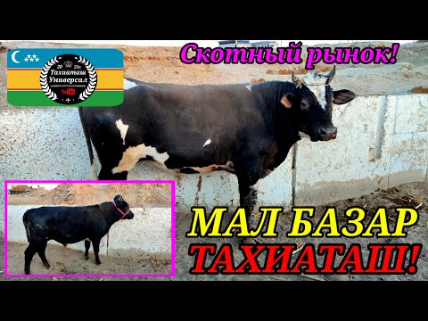 Видео: МАЛ БАЗАР - СКОТНЫЙ РЫНОК #тахиаташ#каракалпакистан#бахалары#цены#бука#бык#корова#сыйыр#бузау#сено