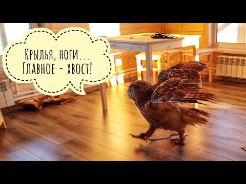 Видео: Филин Ёль впервые в новом доме. Сова шагает во все стороны!