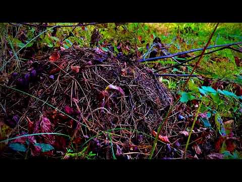 Видео: Сказки осеннего леса🌳🍂🌿🌲🍂🍁🌾окрестности города Асбест, Средний Урал