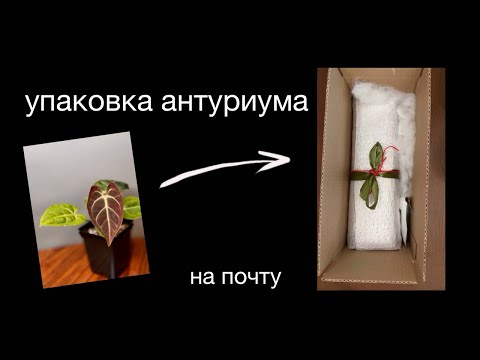 Видео: Упаковка антуриума на почту