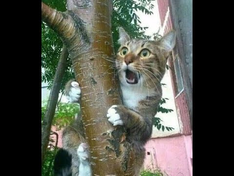 Видео: 😸 Новые смешные видео с кошками, котятами и собаками! 🐈 Вы будете смеяться! 🐕