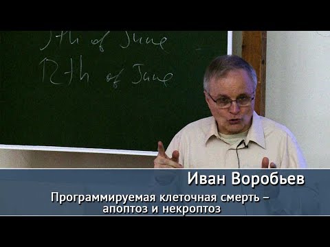 Видео: Программируемая клеточная смерть – апоптоз и некроптоз. Лекция профессора МГУ И.А. Воробьева
