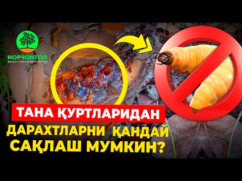 Видео: ДИҚҚАТ !!! ТАНА ҚУРТЛАРИДАН ДАРАХТЛАРНИ ҚАНДАЙ САҚЛАШ МУМКИН ???
