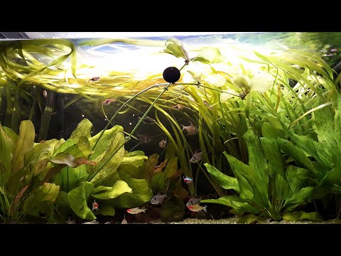 Видео: Аквариумные растения, появились новые, эксперимент с вабикусами и валлиснерия  тоже зацвела!