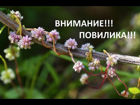 Видео: Внимание!!! Повилика!!! Ужасный сорняк-паразит!!!