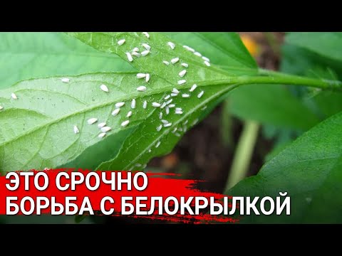 Видео: Как бороться с белокрылкой