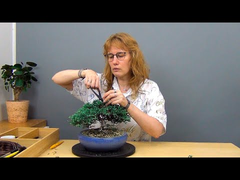 Видео: Бонсай из можжевельника (ч.8).