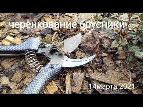 Видео: Размножение брусники садовой"Коралл"