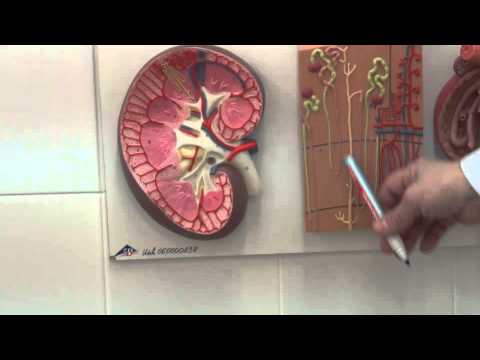 Видео: Почки  Строение и кровоснабжение , физиология