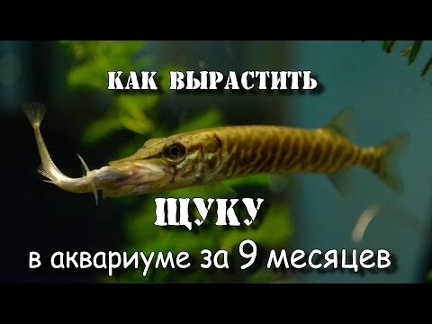 Видео: Как вырастить щуку-монстра в аквариуме за 9 месяцев