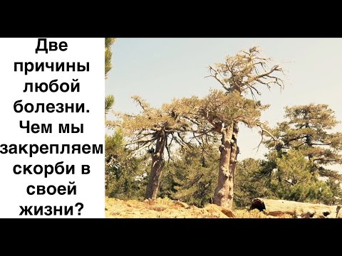 Видео: Две причины любой болезни