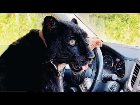 Видео: Луна и Венза в поисках места для прогулок🐆/ Туристы заполонили лес🏕