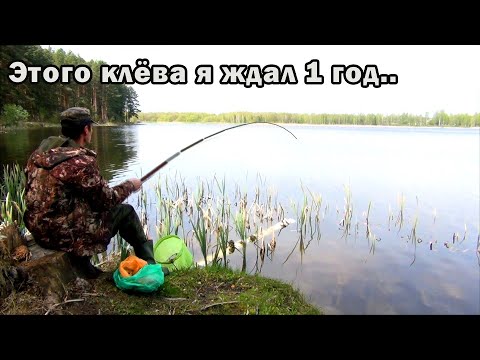Видео: Рыбаков не было, а я наловил отличной плотвы! Хитрая плотва наконец пошла! И лучшая наживка сегодня!