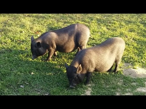 Видео: В'єтнамські свині.Що їдять?!Самі економні свині