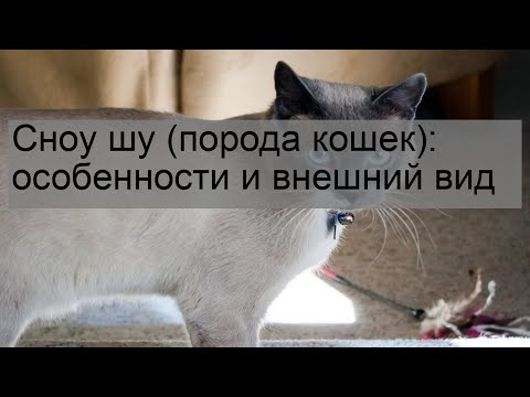 Видео: Сноу шу (порода кошек): особенности и внешний вид