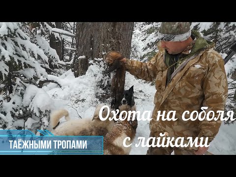 Видео: Начало промыслового сезона. На соболя с лайками.