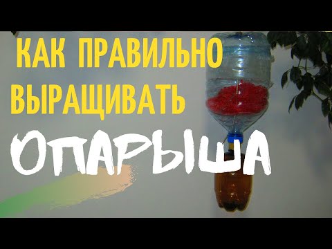 Видео: КАК ПРАВИЛЬНО ВЫРАЩИВАТЬ ЧИСТОГО  ОПАРЫША   часть -1  КУЛЬТИВАТОР