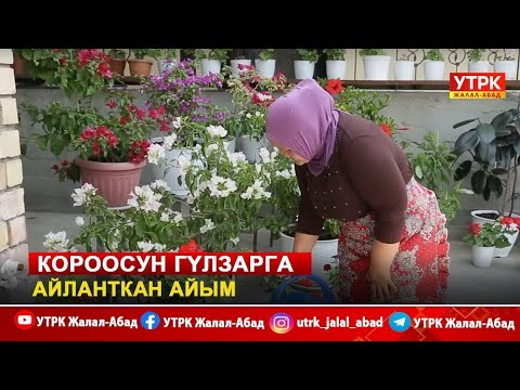 Видео: Короосун гүлзарга айланткан айым