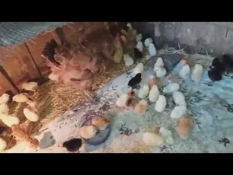 Видео: Квочка и 80 цыплят / очень плохая квочка / hen and 80 chickens /