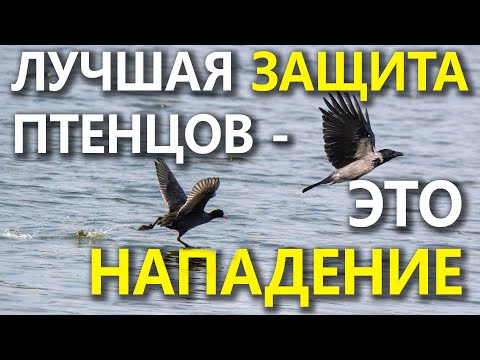 Видео: Лысухи и Чомги защищают потомство