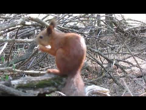 Видео: Белка с орехом