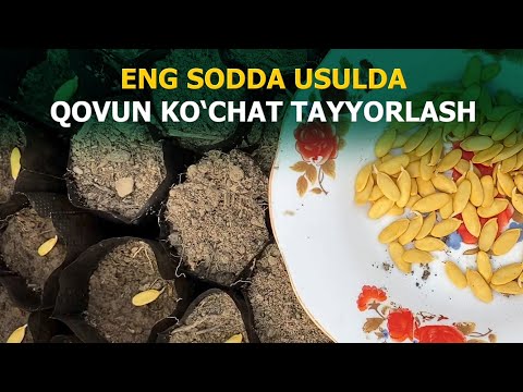 Видео: Энг содда усулда Қовун кўчат тайёрлаб олиш.