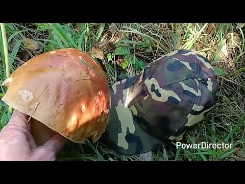 Видео: 8 сентября 2025 г.
