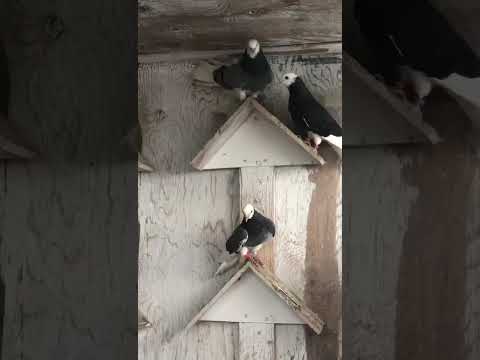 Видео: 5 октября 2025 г.