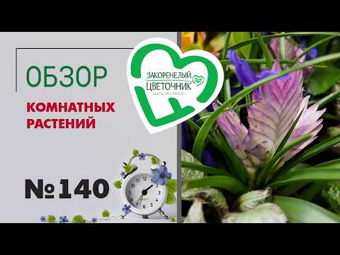 Видео: Эксклюзивные растения, новые алоказии, перцы, колеусы и филодендроны. Обзор комнатных растений №140