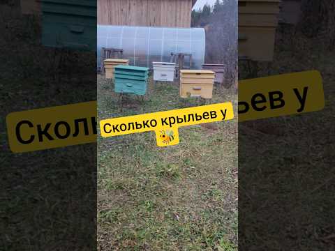Видео: А вы знаете? 🤔🐝#пчелы #пчеловодство #пасека #насекомые #стезяправи