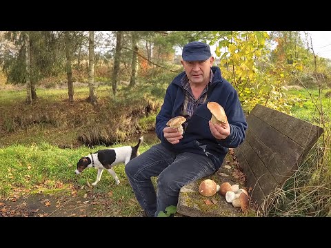 Видео: Вырастить белый гриб дома реально!