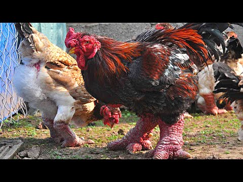 Видео: Куры Га Донг Тао /  Đông Tảo |  Почему они такие дорогие ?