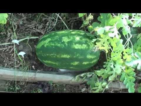 Видео: Арбуз Фарао в Красноярске