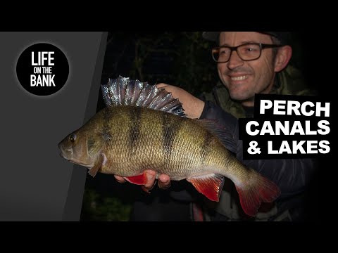 Видео: ЛОВЛЯ ОКУНЯ на каналах и озерах