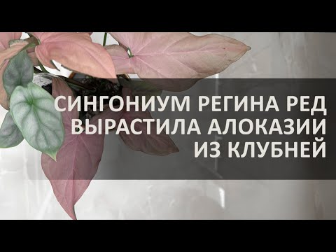 Видео: СИНГОНИУМ РЕГИНА РЕД АЛОКАЗИИ ИЗ КЛУБНЕЙ/ПЕРЕСАЖИВАЮ ИЗ МХА #алоказия  #пересадкацветов