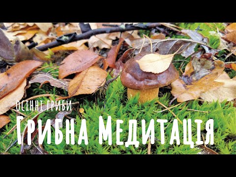 Видео: ПОЛЬСЬКІ ГРИБИ В ЖОВТНІ | ЧИ Є ГРИБИ В 2025 | ОСІННІЙ ЛІС І АРОМАТ ГРИБІВ | ЗБІР ГРИБІВ ПІД ДОЩЕМ