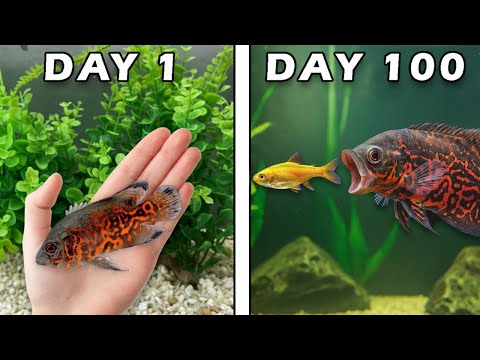 Видео: Воспитание тигриного Оскара за 100 дней