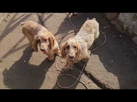Видео: Русский охотничий спаниель#продам#+79786283326#щенки#спаниель# собака#для охоты#для охраны#в любимцы