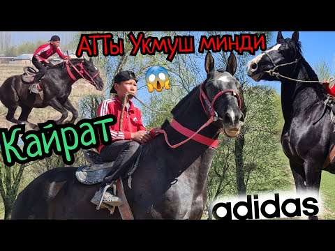 Видео: КАЙРАТТАГЫ Адидас 👍кыйкырып минген КАЙРАТ 6 апреля 2022 г.