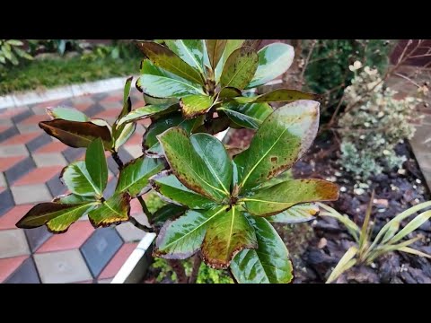 Видео: Как вылечить магнолию